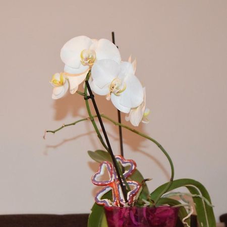Central Appartment St'S Martin Church براشوف المظهر الخارجي الصورة